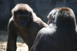 Karvaisia gorilloja kaksi kappaletta siten, että toinen niistä on selätysten ja toinen kasvotusten. Molemmat eläimet näyttävät tyyniltä. Niiden turkki on tummanharmaa väritykseltään.