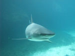 Valokuva sinertävässä vedessä uivasta harmaasta tylppänokkaisesta haikalasta. Hailla suuri suu, joka kiinni. Hain selkäevät pystössä.