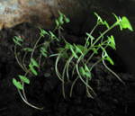 Vihreitä, eläviä taimia kasvamassa tummanruskeasta mullasta. Mullasta itävät taimet näyttävät taipuvan valoa kohden.