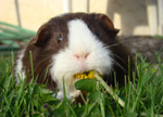 Ruskea-valkoinen hamsteri istuu vihreällä nurmikolla ja puputtaa pieneen suuhunsa jonkinlaista auringonkukkaa tai leskenlehteä. Hamsteri näyttää nauttivan ruoastaan.