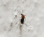 Makrokuva hyttysestä. Hyttynen nököttää valkoisella seinällä paikoillaan siten, että sen pääosa on yläpuolella ja takaruumis alapuolella. Hyttynen on väritykseltään kellertävä ja osittain musta.