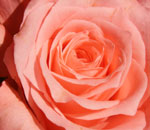Lähikuva vaaleanpunaisesta ja osittain lähes oranssista ruususta. Ruusun terälehdet kauniisti nupusta kukkaan puhjenneina. Terälehdet ovat sävyiltään tasaisesti värjäytyneet.