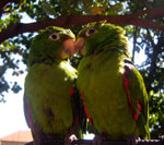 Kaksi papukaijaa istuvat oksalla vieretysten ja katselevat toisiinsa. Papukaijat ovat vihreitä ja niiden siivissä punaisiakin sulkia. Papukaijojen nokat keltaisia ja koukkumaisia.