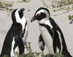 Kaksi mustavalkoista pingviiniä seisoo hietikolla seisoen vastakkain toisiinsa nähden. Pingviinien höyhenpeiten on lyhyttä ja tiiviiksi pakattua. Pingviinien nokat mustia. Niiden siivet ovat pienet.