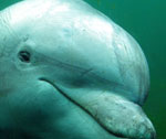 Vihertävä valokuva vaaleasta delfiinistä, jonka kasvot lähikuvassa. Delfiinillä pitkä pullonokka. Delfiinin silmät ovat sen kallon sivuilla. Eläimellä on suuri pää.