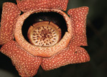 Punainen kukka, joka näyttää kuin mädäntyvältä lihalta. Kukan keskellä suuri musta kuoppa, jossa jonkinlainen ympyränmuotoinen mötikkä.
