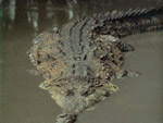 Vihertävässä ja sameassa vedessä lilluva krokotiili kiemurtelemassa. Krokotiililla nystyröitä selässä kuin sahanteriä ikään.