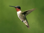 Kolibri lentää vihreää taustaa vasten kuin ilmassa seisoen. Linnulla pitkä nokka, rubiininvärinen höyhenkuvitus kurkussa ja muuten ruskeavalkoinen höyhenpeite.