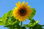 Valokuva kukkaan puhjenneesta auringonkukasta, joka on pilvetöntä sinistä taivasta vasten. Kuvan kukalla suuri keltainen ympyränmuotoinen lehditys ja sen takana paljon suuria vihreitä lehtiä.