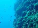 Sininen meri, jonka oikealla puolen suuri koralliriutta tai muu vedenalainen vuoristo, joka nousee melkein suorassa kulmassa ylöspäin sinisestä merestä.