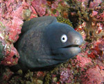 Valokuva lähes mustasta, tai hyvin tummansinisestä, ankeriaasta loikoilemassa koralliriutan syvennyksessä niin, että vain eläimen pää näkyy montusta. Riutta on punertavaa väritykseltään.