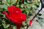 Yksi punainen ruusu kasvamassa vihreässä ruusupensaassa. Ruusun terälehdet ovat kirkkaita eikä niissä ole värivirheitä.